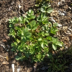 Potentilla