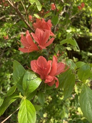 Rhododendron kaempferi