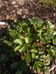 Potentilla