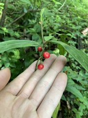 Ardisia crispa
