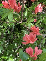 Rhododendron kaempferi