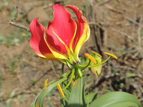 Gloriosa superba image