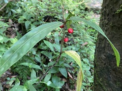 Ardisia crispa