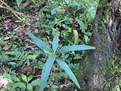 Ardisia crispa