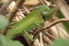 Calotes calotes
