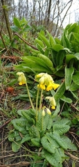 Primula veris veris