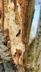 Platydema violacea