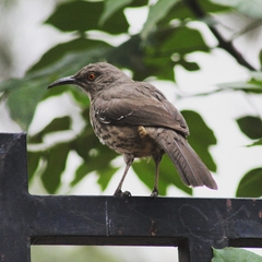 Toxostoma curvirostre