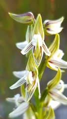 Prasophyllum striatum