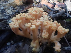 Ramaria anziana