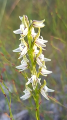 Prasophyllum striatum