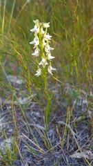 Prasophyllum striatum