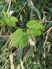 Ampelopsis glandulosa heterophylla