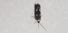 Scythris flabella