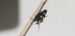Scythris flabella