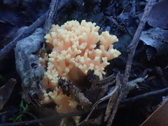 Ramaria anziana