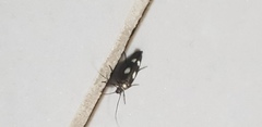 Scythris flabella