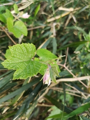Ampelopsis glandulosa heterophylla