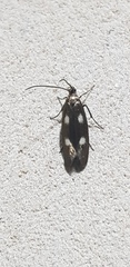 Scythris flabella
