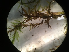 Fontinalis hypnoides