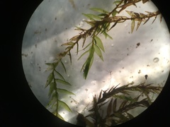 Fontinalis hypnoides