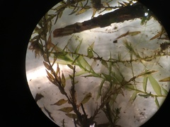 Fontinalis hypnoides