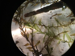 Fontinalis hypnoides