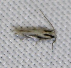 Melanocinclis lineigera