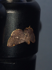Hypsopygia pelasgalis