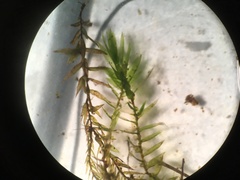 Fontinalis hypnoides