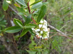 Escallonia resinosa
