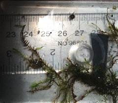 Fontinalis hypnoides