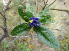 Monnina salicifolia