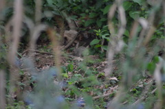 Oryctolagus cuniculus