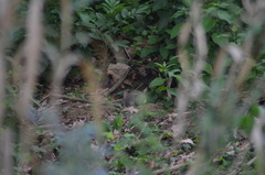 Oryctolagus cuniculus