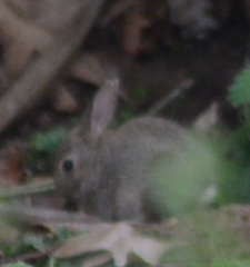 Oryctolagus cuniculus