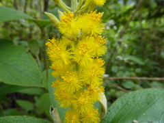 Abatia parviflora