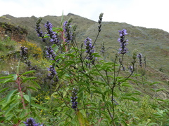 Otholobium pubescens