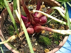 Allium cepa aggregatum