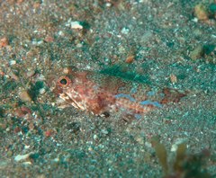 Calico Lizardfish photo 5