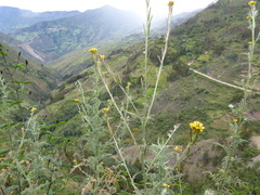 Descurainia myriophylla