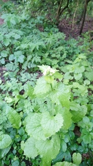 Alliaria petiolata