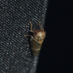 Idioscopus nitidulus