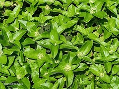 Spermacoce mauritiana