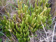 Phlegmariurus saururus