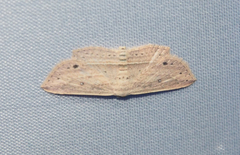 Hyposada hydrocampata