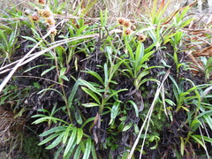 Senecio arachnolomus