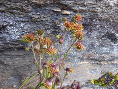 Senecio arachnolomus