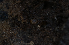Gadoropa
