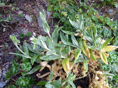 Cerastium mollissimum